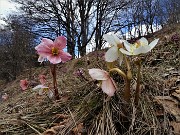 70 Ellebori (Helleborus niger) 